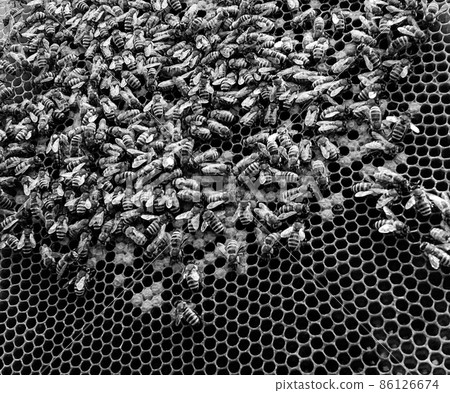 Abstract hexagon structure is honeycomb from bee hive Abstract hexagon structure is honeycomb from bee hive 86126674