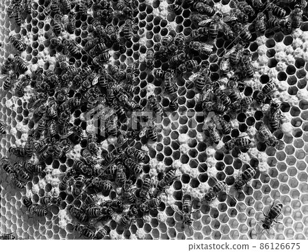 Abstract hexagon structure is honeycomb from bee hive 86126675
