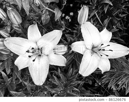 Bouquet wildflowers lily blooming in garden Bouquet wildflowers lily blooming in garden 86126676