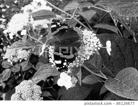 Photography to theme beautiful black butterfly Monarch Photography to theme beautiful black butterfly Monarch 86126677