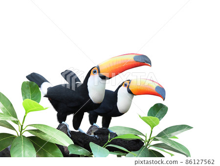 Horizontal banner with two beautiful colorful toucan birds on a branch in a rainforest Horizontal banner with two beautiful colorful toucan birds on a branch in a rainforest 86127562