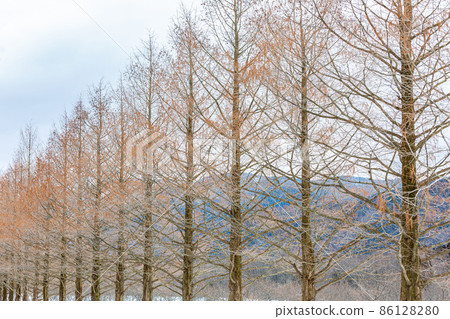 A row of winter metasequoias trees in the Makino Plateau, Shiga Prefecture A row of winter metasequoias trees in the Makino Plateau, Shiga Prefecture 86128280