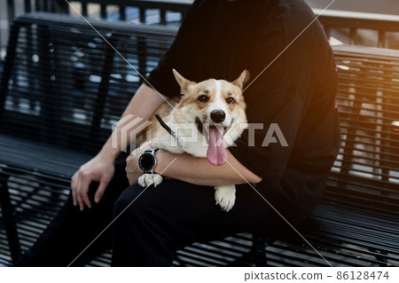 dog with his tongue dog with his tongue 86128474