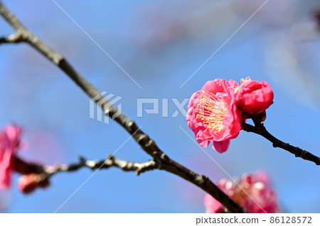 Early spring plum Early spring plum 86128572