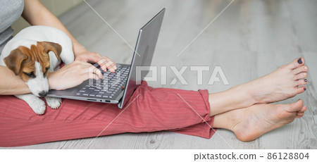 Puppy Jack Russell Terrier sits and misses the faceless girl's lap. Unrecognizable woman sitting on the floor in a comfortable position and typing on a laptop. 86128804