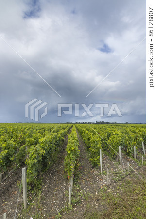Typical vineyards near Saint-Julien-Beychevelle, Bordeaux, Aquitaine, France 86128807