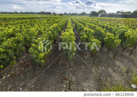 Typical vineyards near Saint-Julien-Beychevelle, Bordeaux, Aquitaine, France Typical vineyards near Saint-Julien-Beychevelle, Bordeaux, Aquitaine, France 86128808