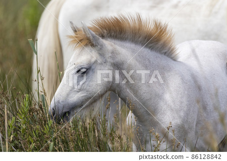 White wild horses, Parc Naturel regional de Camargue, Provence, France White wild horses, Parc Naturel regional de Camargue, Provence, France 86128842