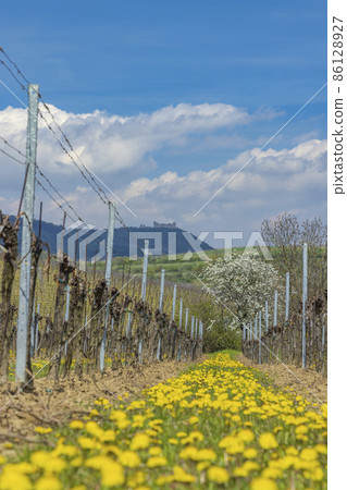 Spring vineyards under Palava near Milovice, Southern Moravia, Czech Republic Spring vineyards under Palava near Milovice, Southern Moravia, Czech Republic 86128927