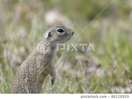 Ground squirrel colony, national natural monuments Radouc, Mlada Boleslav, Czech Republic Ground squirrel colony, national natural monuments Radouc, Mlada Boleslav, Czech Republic 86128929