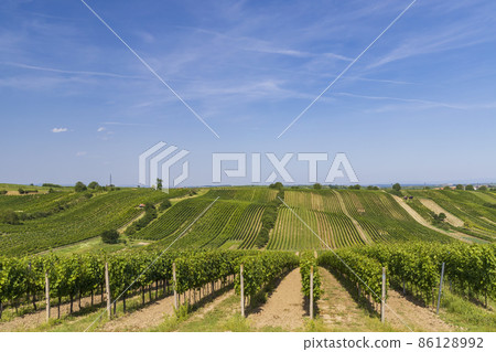Landscape with vineyards, Slovacko, Southern Moravia, Czech Republic Landscape with vineyards, Slovacko, Southern Moravia, Czech Republic 86128992