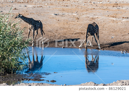 Giraffes in Etosha National Park Giraffes in Etosha National Park 86129021