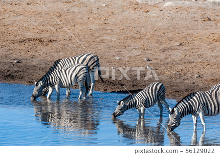 Zebras in Etosha National Park. Zebras in Etosha National Park. 86129022