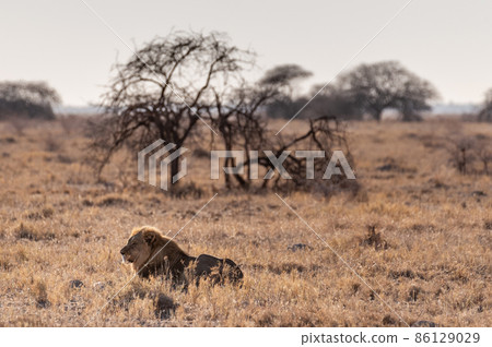 Male lion resting on a plain Male lion resting on a plain 86129029