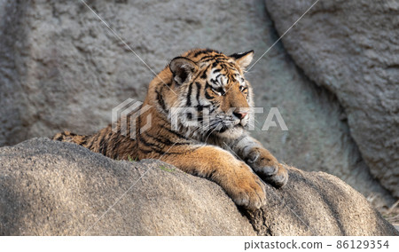 Relaxing tiger 86129354