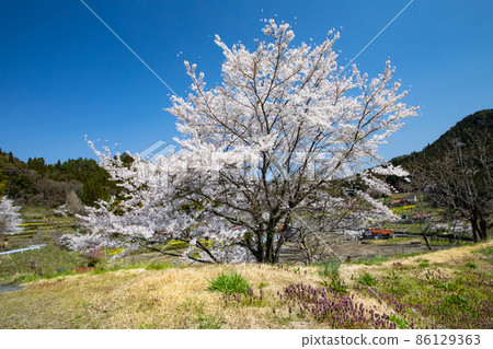 Cherry blossoms are in full bloom in the rice terraces of Ini Rice Terraces. Yoshino cherry tree is blooming brightly in the deep blue sky. Hiroshima 86129363