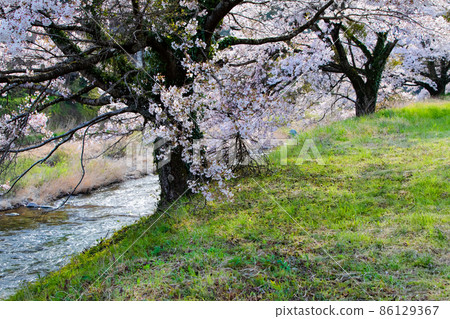 Somei Yoshino cherry trees are in full bloom on the banks of the Hikimi Town. A row of cherry blossom trees continues from the foreground to the back. Shimane Prefecture 86129367