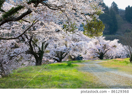 Somei Yoshino cherry trees are in full bloom on the banks of the Hikimi Town. A row of cherry blossom trees continues from the foreground to the back. Shimane Prefecture 86129368
