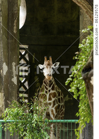 Giraffe - Giraffa camelopardalis on zoo 86129578