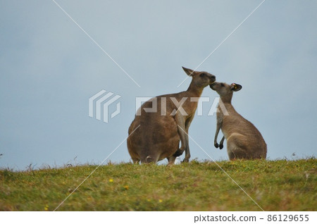 朋友袋鼠 朋友袋鼠 86129655
