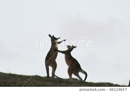 姐弟吵架 86129657