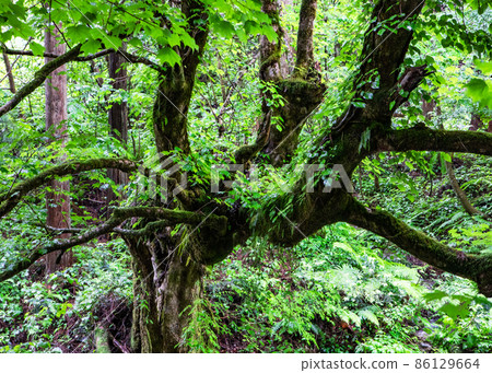 It is the scenery of the Okuyama in the fresh green Hikimi Gorge. Enjoy the natural scenery drawn by the deep mountains and valleys. Hiroshima It is the scenery of the Okuyama in the fresh green Hikimi Gorge. Enjoy the natural scenery drawn by the deep mountains and valleys. Hiroshima 86129664