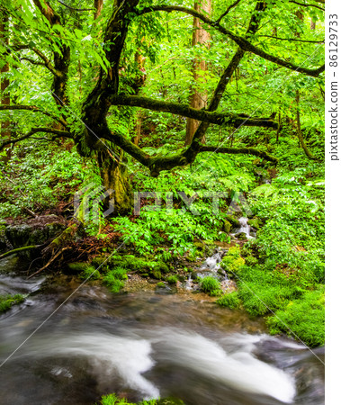 是綠意盎然的曳見峽中的奧山風景。享受由深山和山谷繪製的自然風光。廣島 86129733