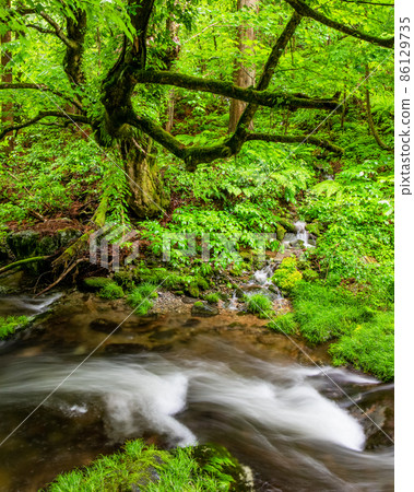 是綠意盎然的曳見峽中的奧山風景。享受由深山和山谷繪製的自然風光。廣島 86129735