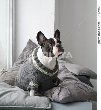French bulldog sitting on pillows by the window 86129800
