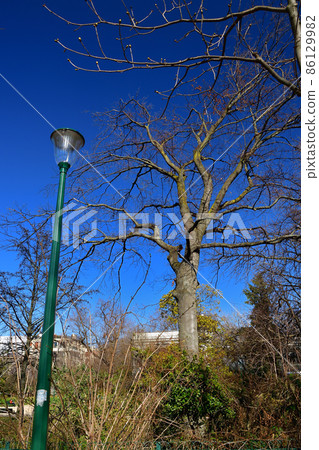 2021年2月27日拍攝於法國巴黎的公園“香榭麗舍大街” 86129982