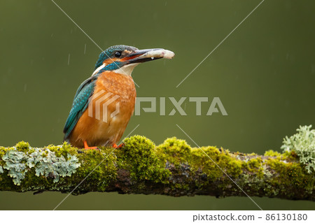 Common kingfisher holding fish in beak on mossed branch Common kingfisher holding fish in beak on mossed branch 86130180