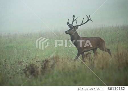 Majestic red deer walking on meadow in morning mist Majestic red deer walking on meadow in morning mist 86130182