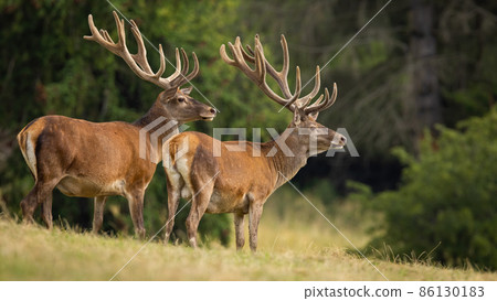Two red deer with velvet covered antlers looking on meadow Two red deer with velvet covered antlers looking on meadow 86130183