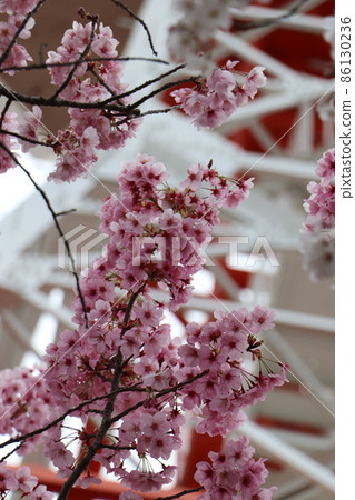 Utsunomiya Tower and Sakura 86130236