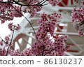宇都宮塔和櫻花 86130237