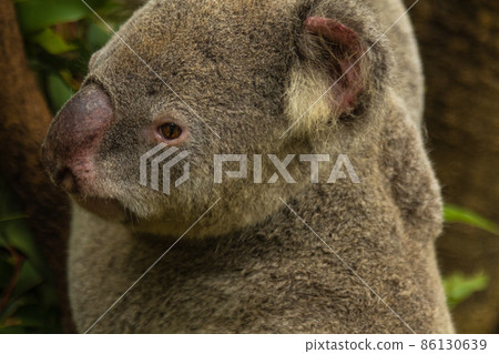 Koala of Lone Pine Koala Sanctuary in Brisbane, Australia 86130639