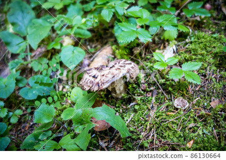 Mushroom closeup view in a forest Mushroom closeup view in a forest 86130664