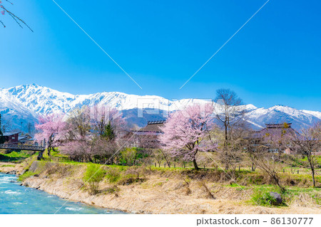 Spring in Hakuba Village Oide Suspension Bridge [Nagano Prefecture] 86130777
