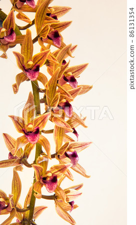 It is a close-up photo of the yellow orchid. Please have a bow-shaped curve. It is a close-up photo of the yellow orchid. Please have a bow-shaped curve. 86131354