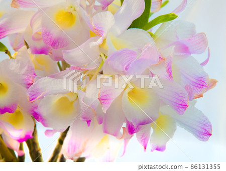 Pink orchids are pale and gently bloom. It is a close-up photo. Pink orchids are pale and gently bloom. It is a close-up photo. 86131355