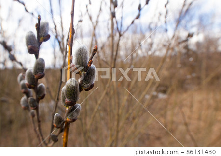 Twigs with Pussy willow buds. Shallow depth of field selective focus photo with blurred background and free copy space for text 86131430