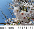 三浦崎公園櫻花 86131435