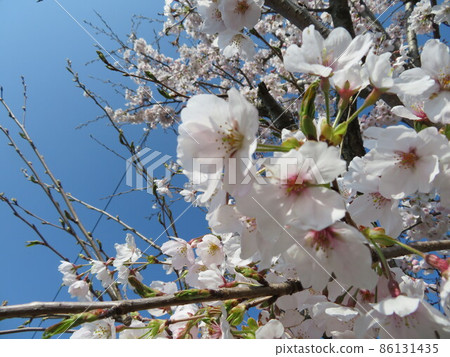 Sakura at Miurasaki Park 86131435