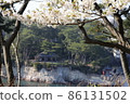 泉岬公園和櫻花 86131502