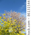 Isohara沖田河沿岸的櫻花和油菜花 86131544