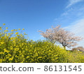 Isohara沖田河沿岸的櫻花和油菜花 86131545