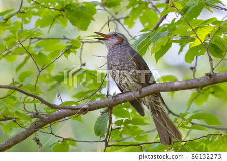 Bulbul, a rare bird that is familiar in Japan but overseas to be lively and conspicuous 86132273
