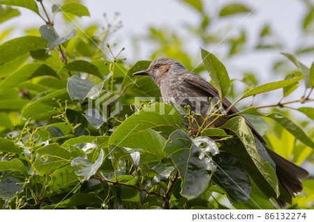 Bulbul, a rare bird that is familiar in Japan but overseas to be lively and conspicuous 86132274