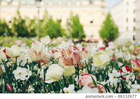 Red and white tulip flowers Red and white tulip flowers 86132677
