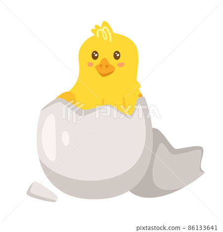 yellow chick breaks free of the shell yellow chick breaks free of the shell 86133641